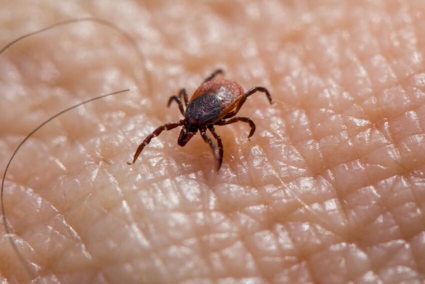 Ticks Moving North: Climate's Effect on Europe's Vector Risk